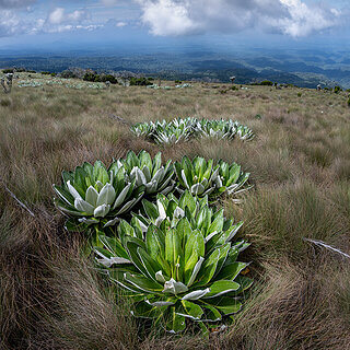 Mount Kenya